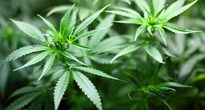 Minnesota plans to legalize marijuana to help PTSD patients